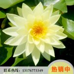 �~(y��)�_(t��i)�h־��ɏź�Nֲ��(ch��ng)